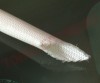 Varnis Termorezistent > Tub Varnis Termorezistent din Fibra de Sticla si Poliuretan  5.0mm 155*C VTTP5.0 Alb la Metru