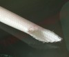 Varnis Termorezistent din Fibra de Sticla si Silicon  4.5mm 180*C VTT4.5 Alb - rola 100m